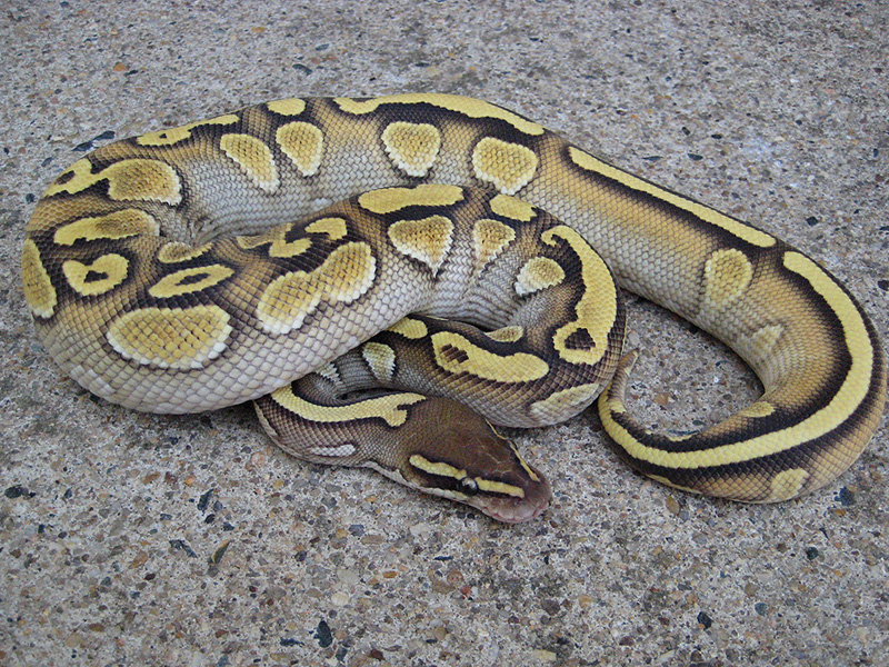 Lesser Yellow Belly