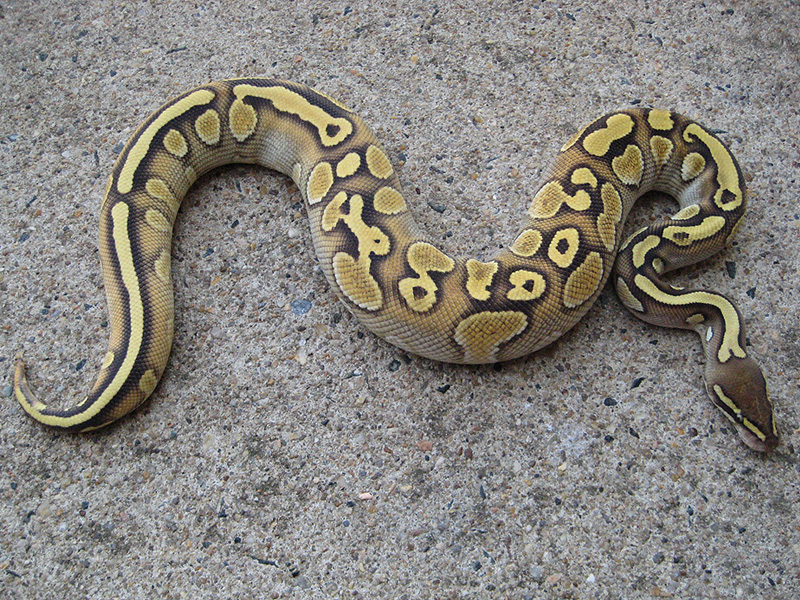 Lesser Yellow Belly
