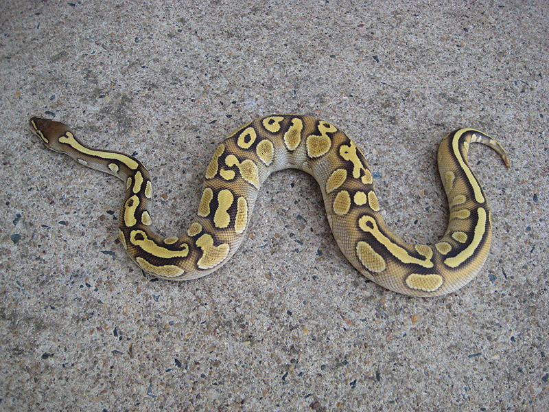 Lesser Yellow Belly