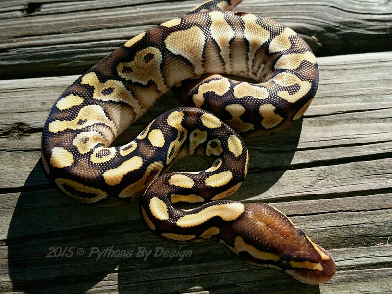 Lesser Yellow Belly