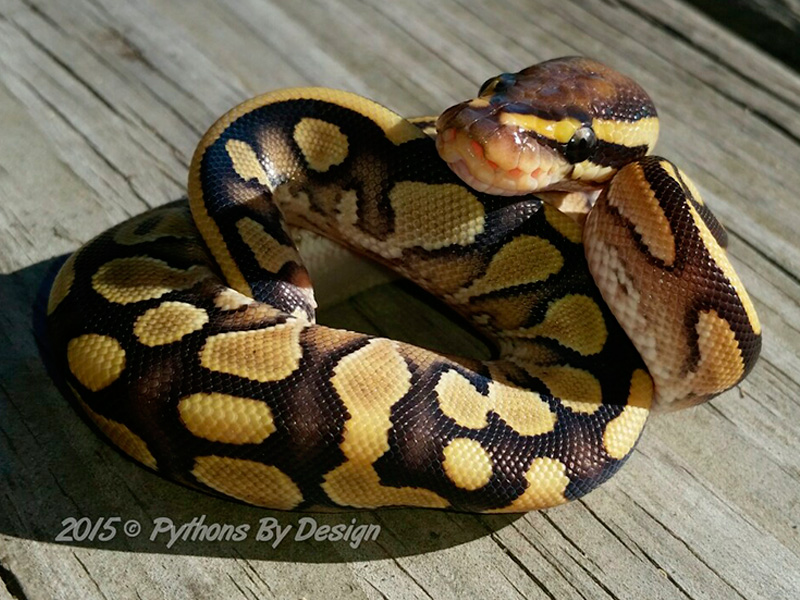 Lesser Yellow Belly