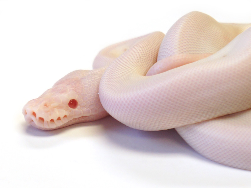 Leucistic Albino Pied