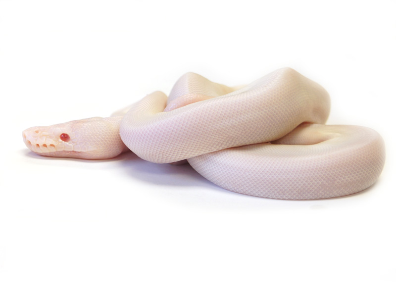 Leucistic Albino Pied