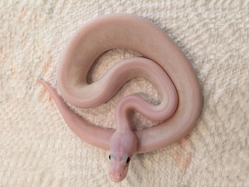 Leucistic Spider