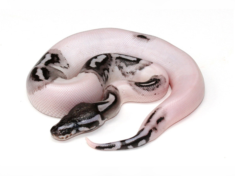 Lightning Pied