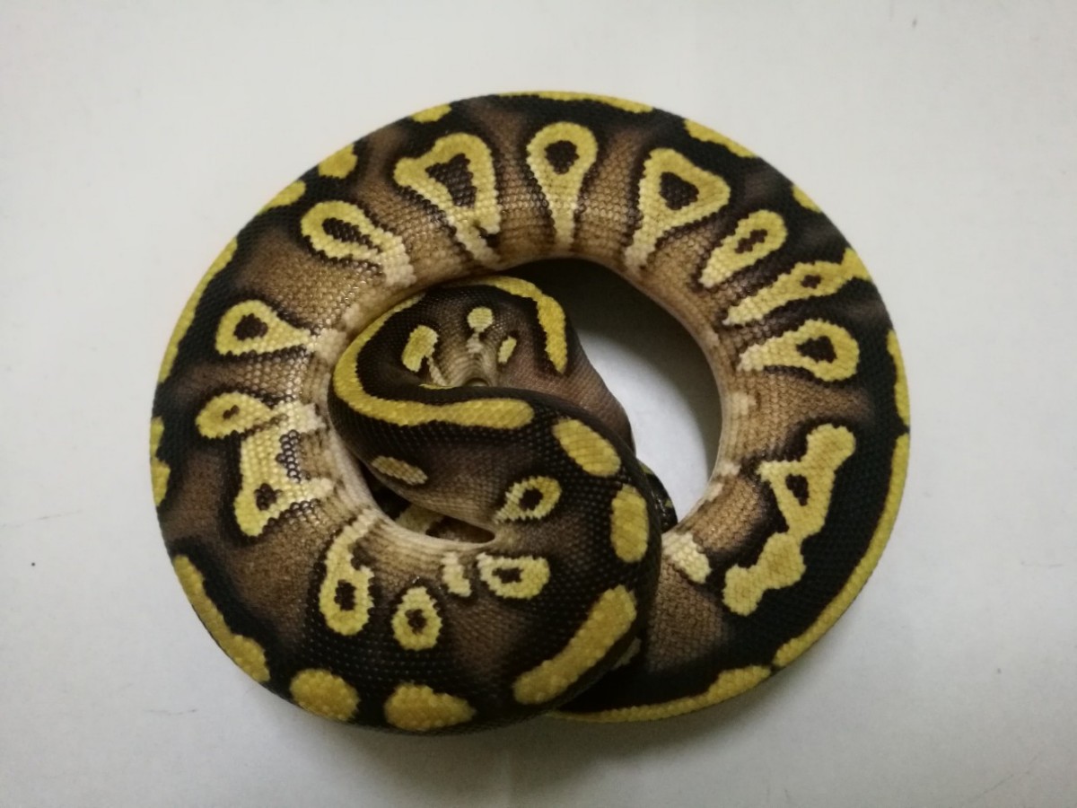 Morph list world of ball pythons