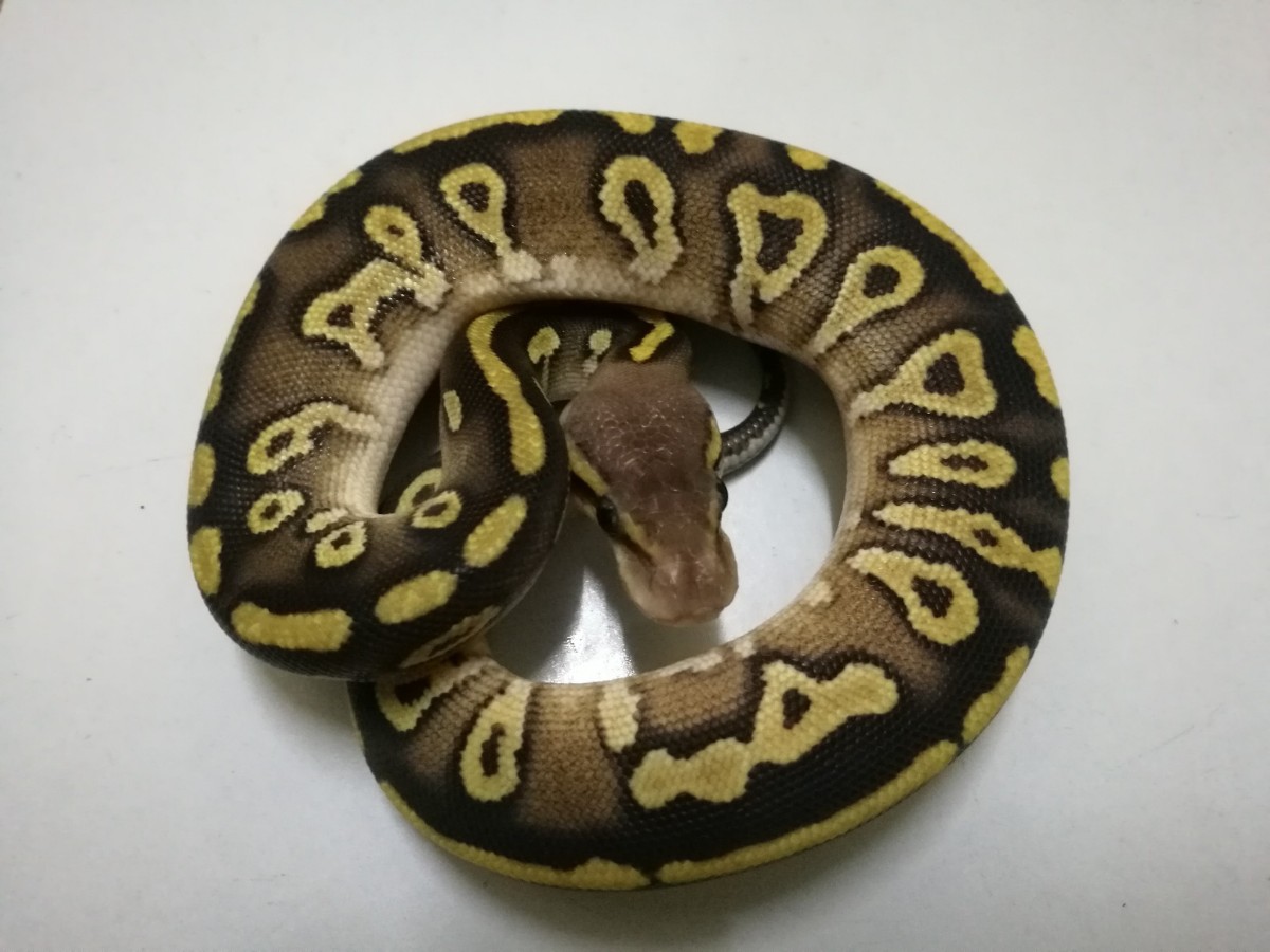 Morph list world of ball pythons