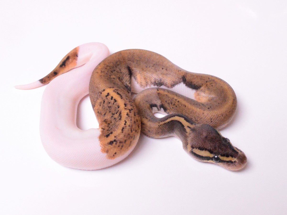 Mahogany Pastel Piebald