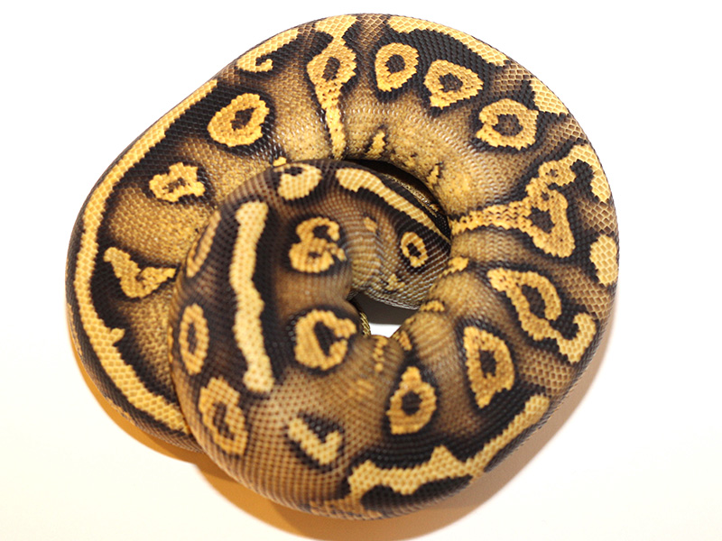 Mahogany Pastel Yellow Belly