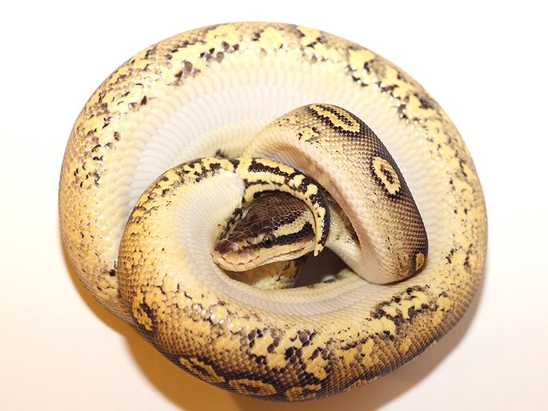 Mahogany Pastel Yellow Belly