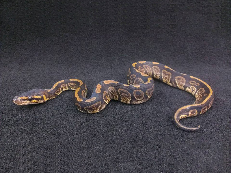 Mahogany Sable - Morph List - World of Ball Pythons