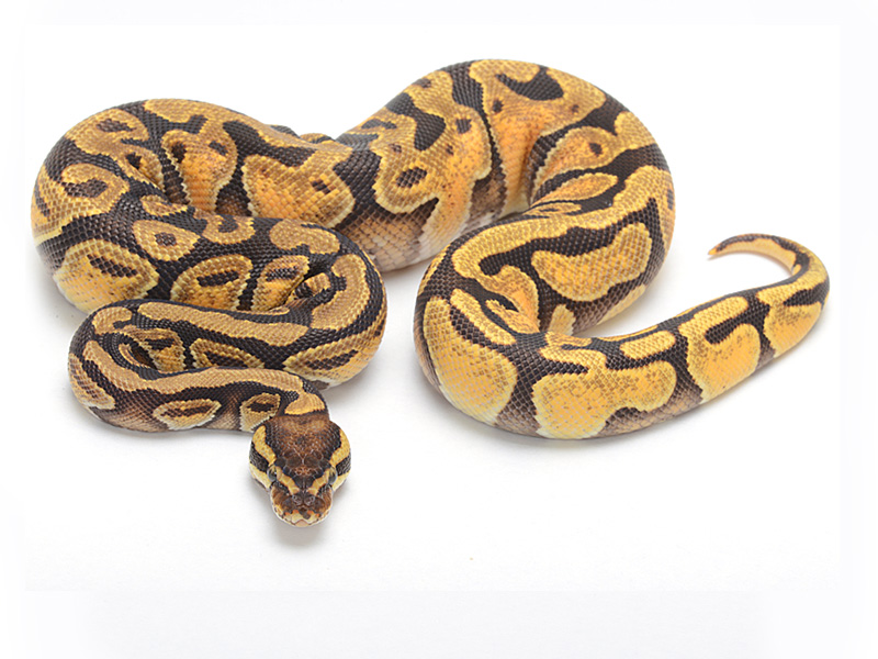 Mandarin Enchi