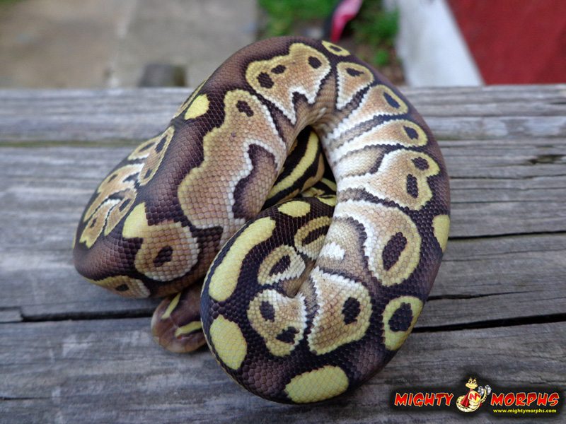 Milk Chocolate Lesser