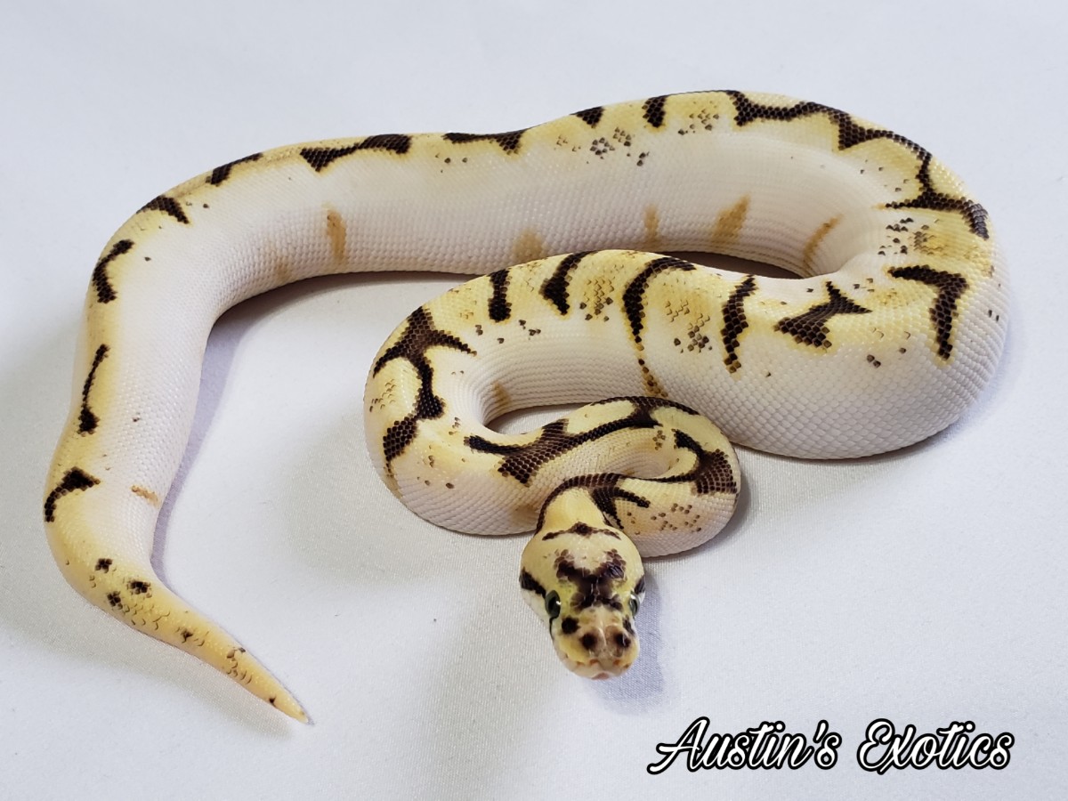 Mojave Bumble Bee Calico