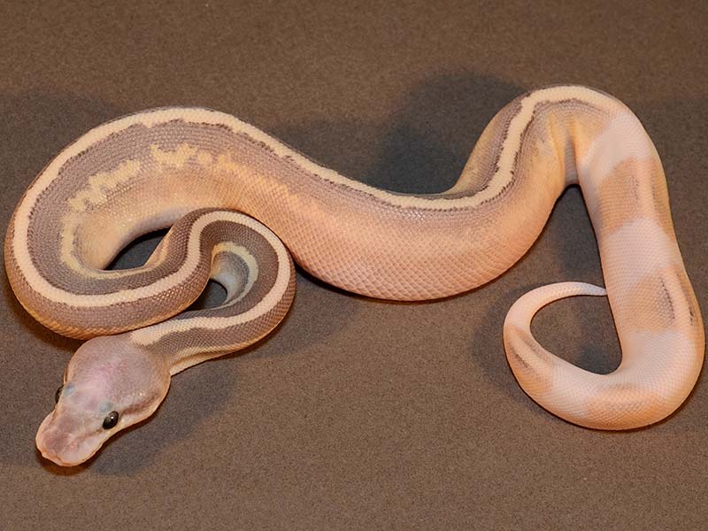 Mojave Cinnamon Cream