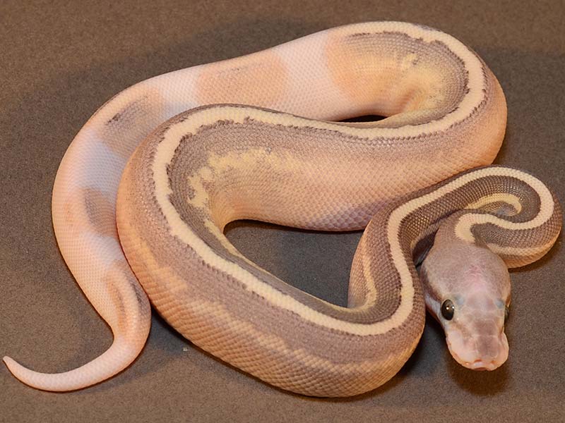 Mojave Cinnamon Cream