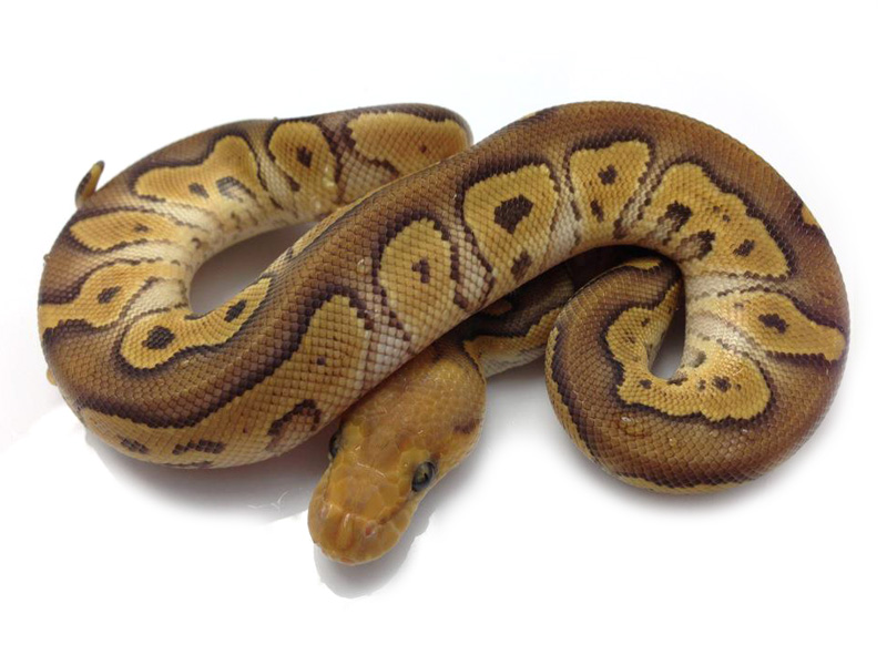 Mojave Clown