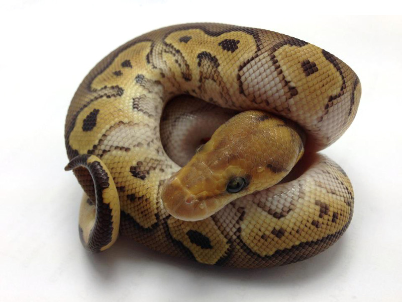 Mojave Clown