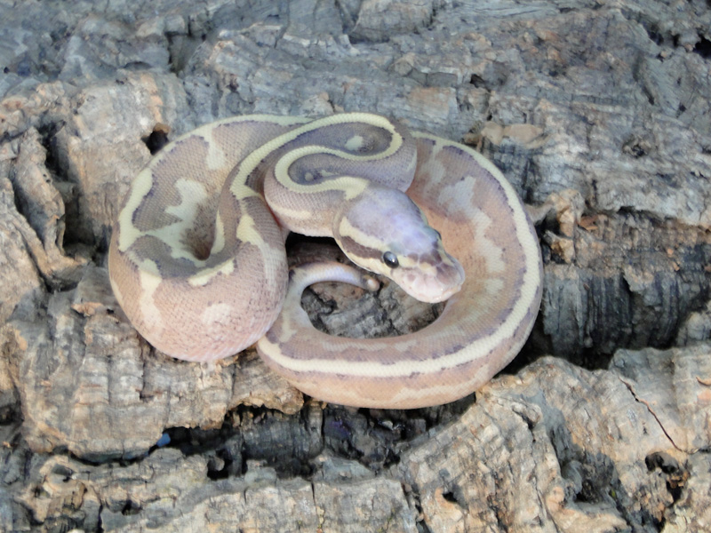 Mojave Cream Yellow Belly