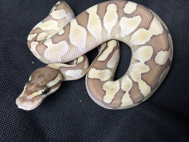 Mojave Daddy