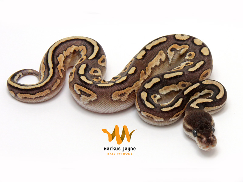 Mojave Enchi Cinnamon