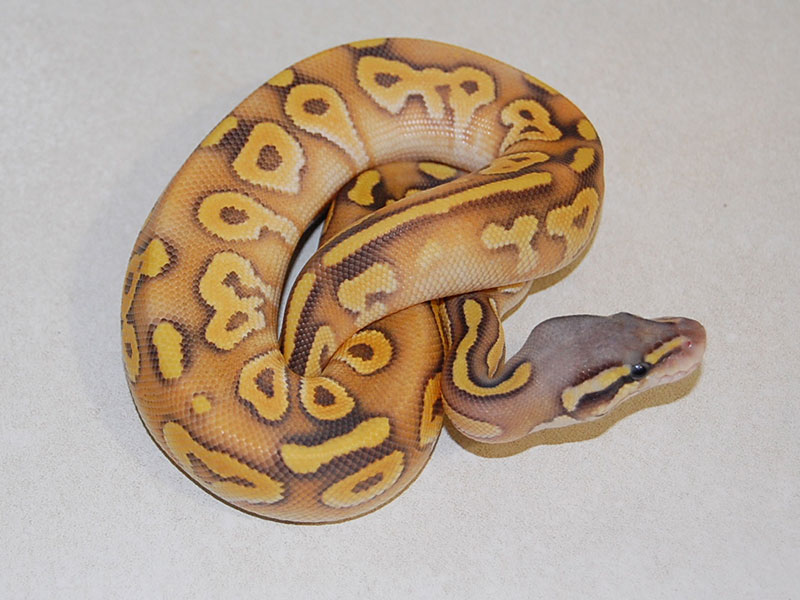 Mojave Enchi Pastel Hypo