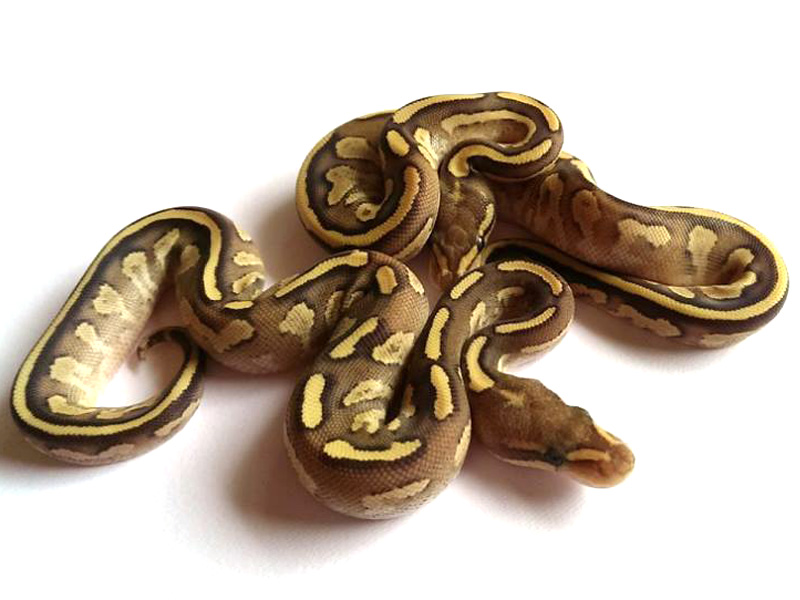 Mojave Fire Yellow Belly