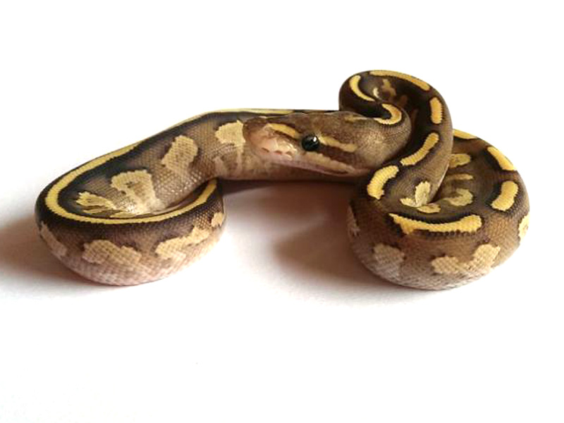 Mojave Fire Yellow Belly