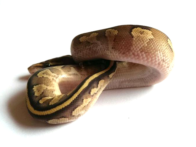 Mojave Fire Yellow Belly