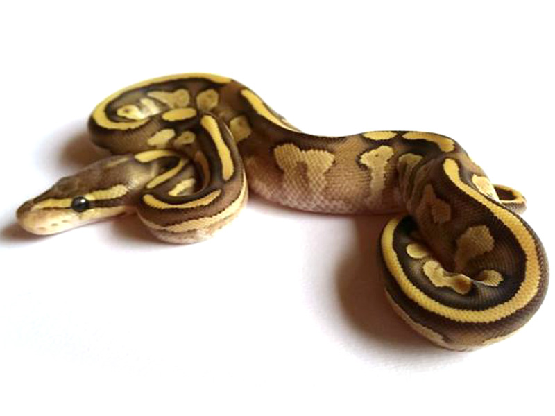 Mojave Fire Yellow Belly