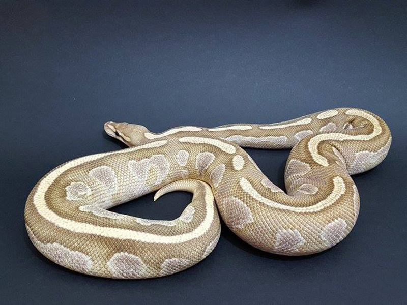 Mojave Fire Yellow Belly