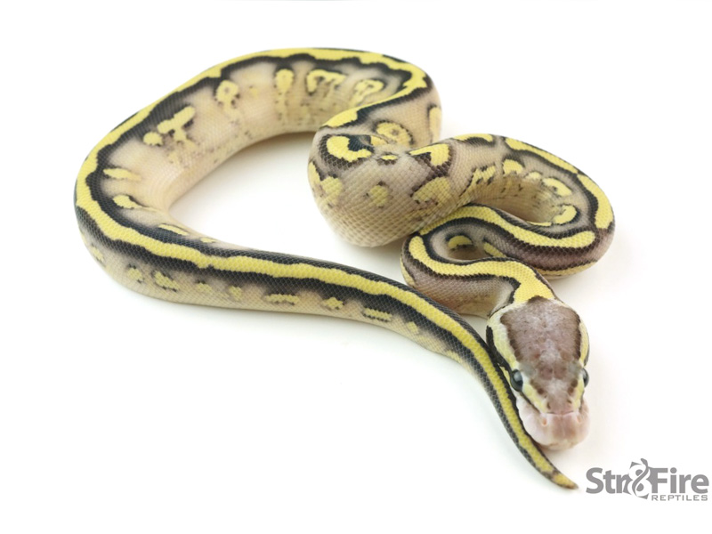 Mojave Firefly Yellow Belly