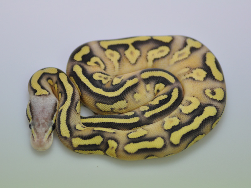 Mojave Firefly Yellow Belly