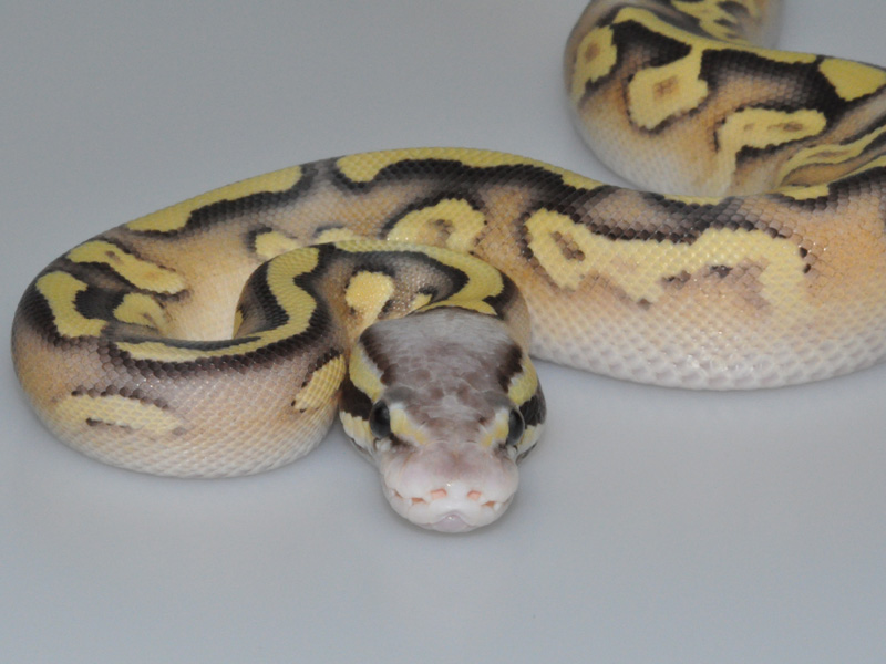 Mojave Firefly Yellow Belly