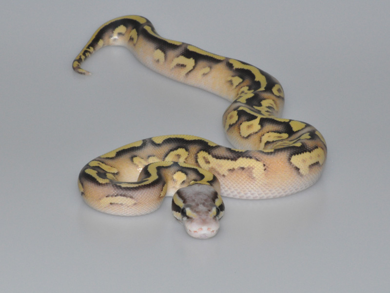 Mojave Firefly Yellow Belly