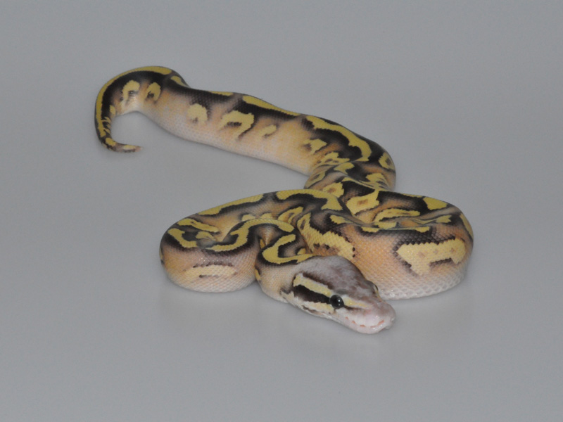 Mojave Firefly Yellow Belly