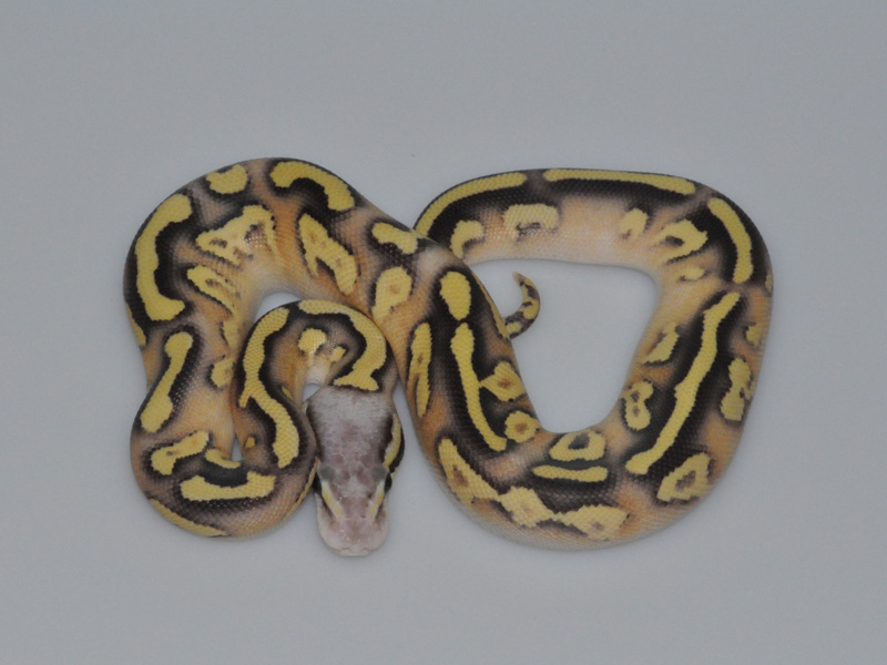 Mojave Firefly Yellow Belly