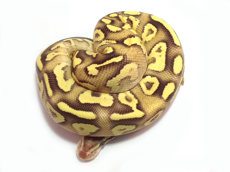 Mojave Firefly Yellow Belly
