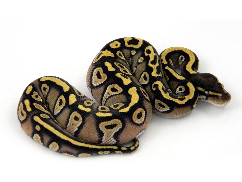 Mojave Harlequin Yellow Belly