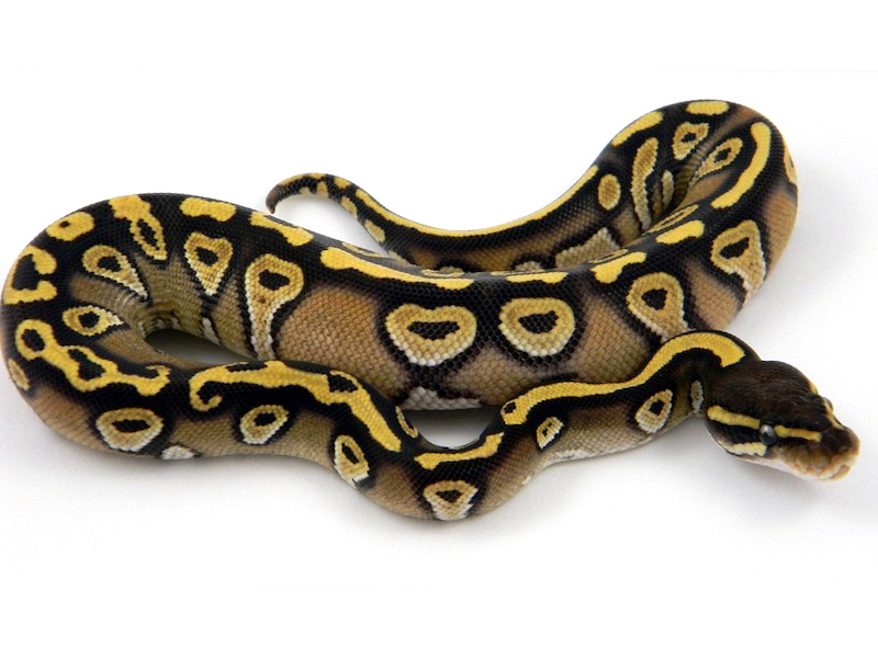 Mojave Harlequin Yellow Belly