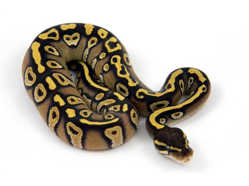 Mojave Harlequin Yellow Belly