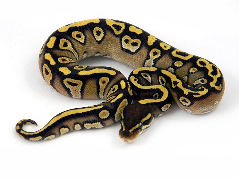 Mojave Harlequin Yellow Belly