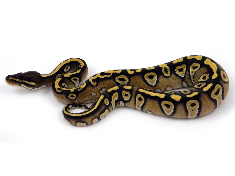 Mojave Harlequin Yellow Belly