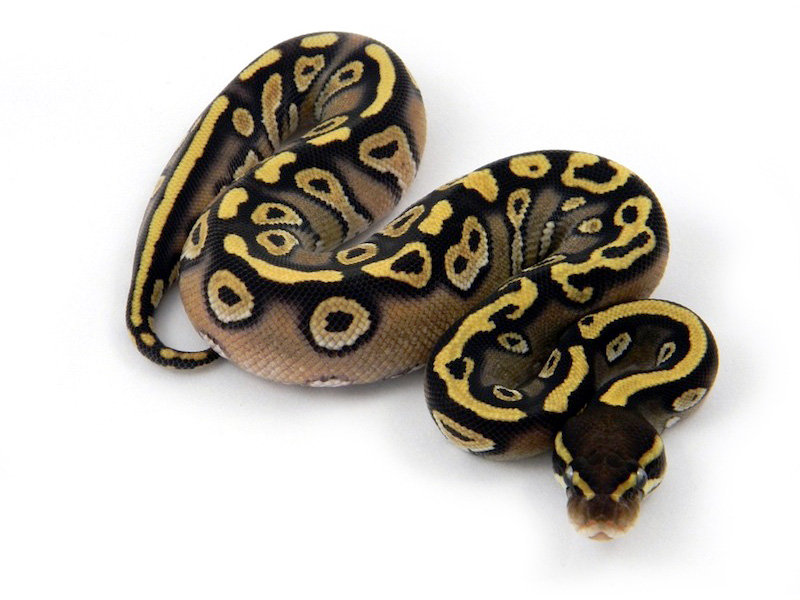 Mojave Harlequin Yellow Belly