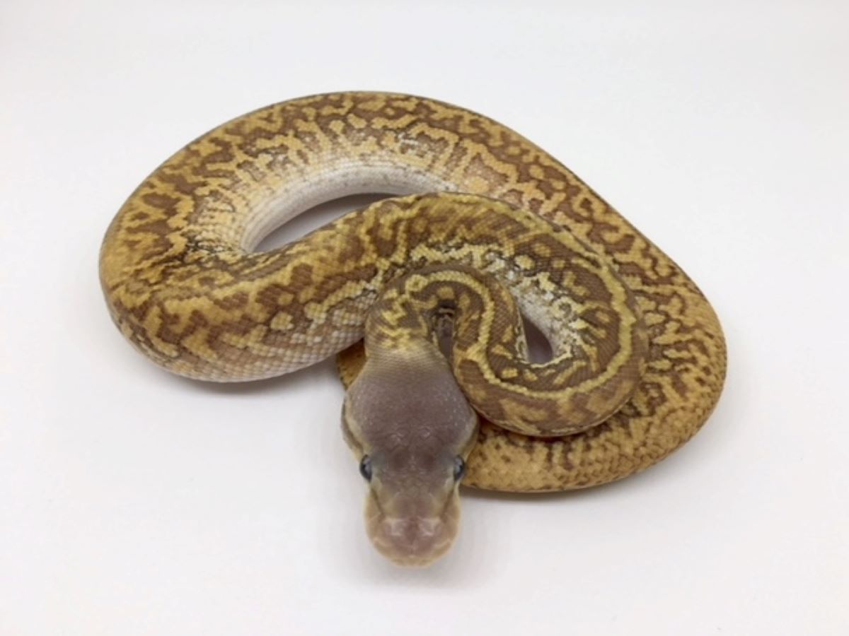 Mojave Monsoon Pastel