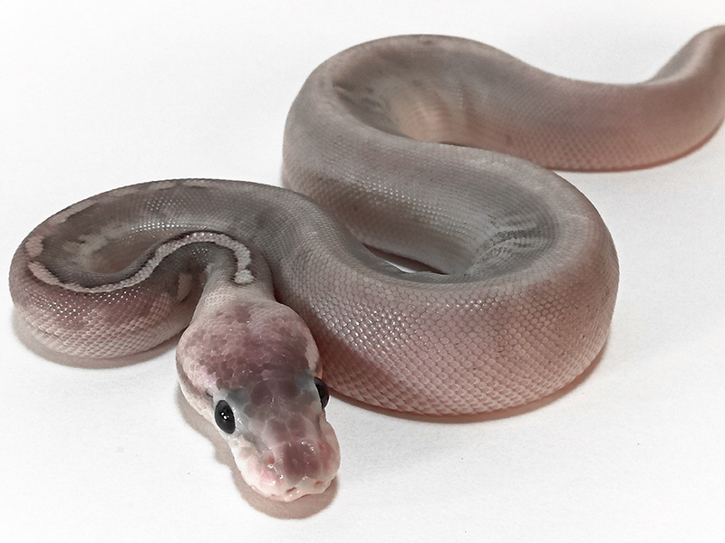 Mojave Mystic Pastel Pinstripe