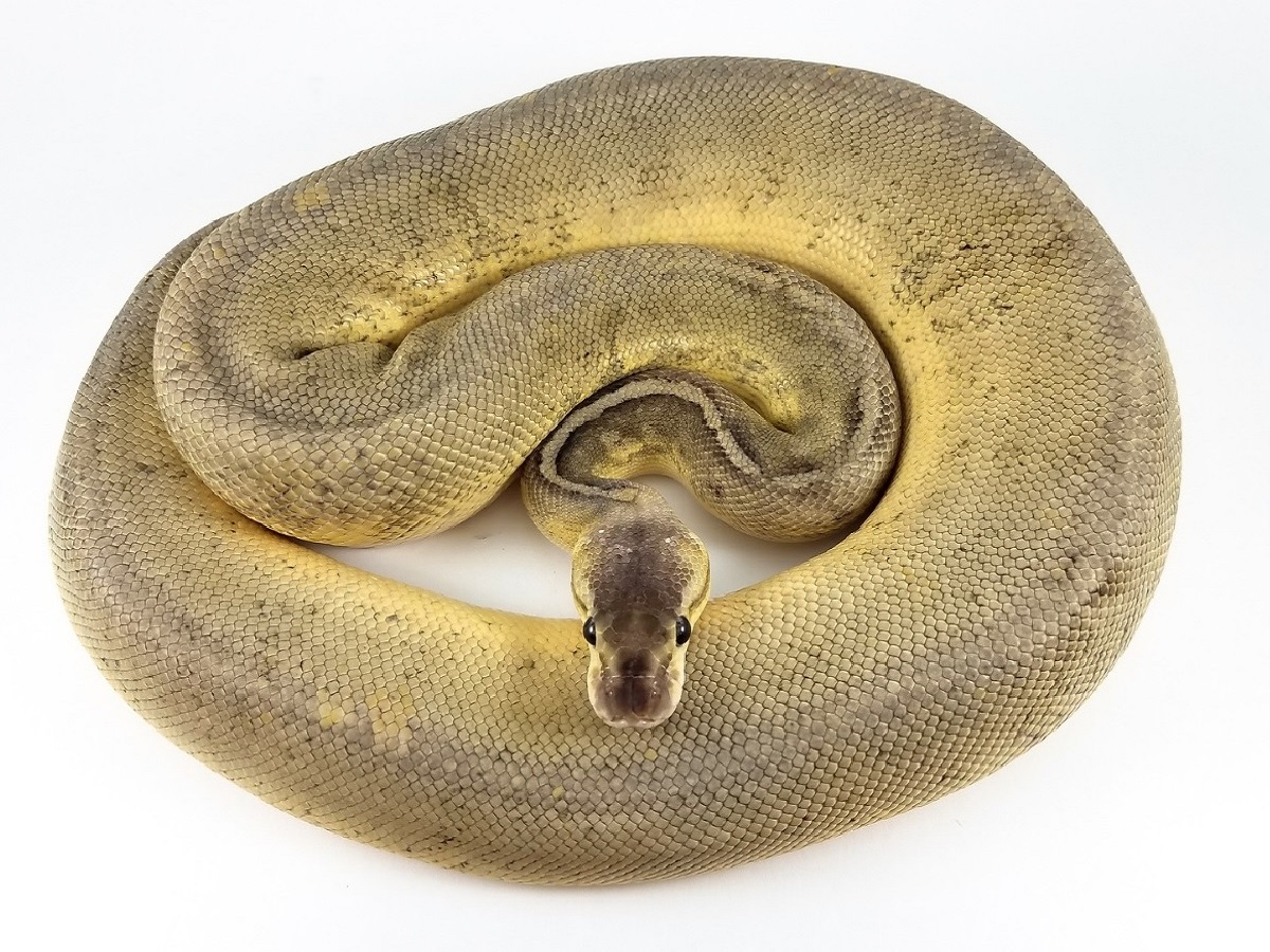 Mojave Mystic Pastel Pinstripe