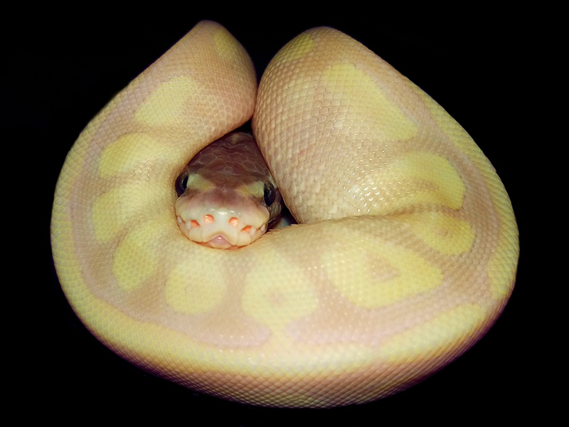 Mojave Mystic Pastel Spider