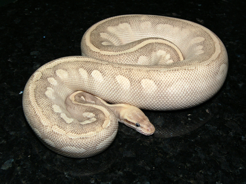 Mojave Mystic Pastel