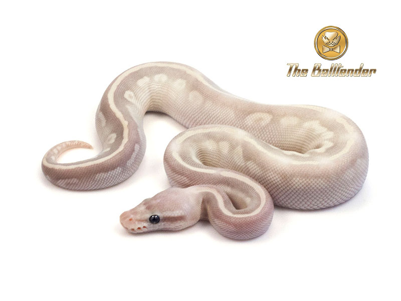 Mojave Mystic Pastel